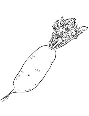 Turp boyama sayfası,  coloring page, Temel Turp, 