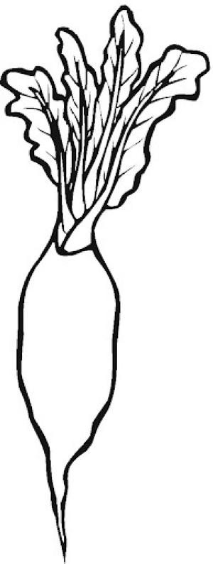 Turp boyama sayfası,  coloring page, Sade Turp, 