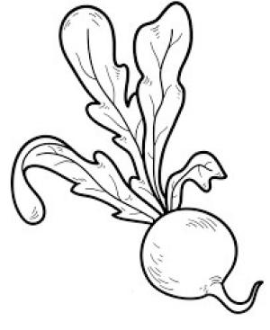 Turp boyama sayfası,  coloring page, Turp çizimi, 