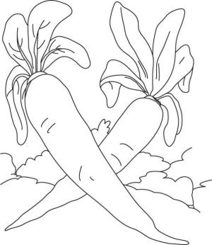 Turp boyama sayfası,  coloring page, Iki Turp, 