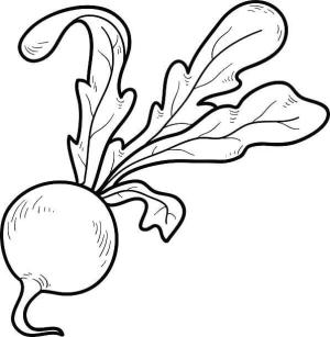 Turp boyama sayfası,  coloring page, Kırmızı Turp, 