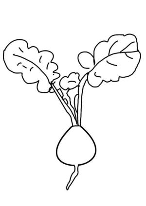 Turp boyama sayfası,  coloring page, Turp Yazdırılabilir, 