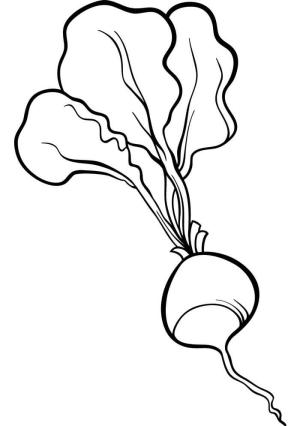 Turp boyama sayfası,  coloring page, Sade Turp, 