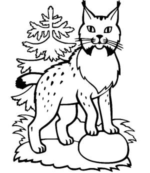 Vaşak boyama sayfası, Lynx coloring page, Meraklı vaşak, 