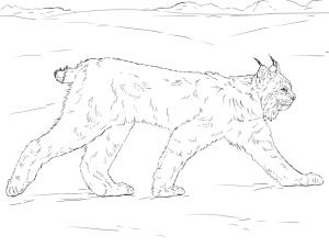 Vaşak boyama sayfası, Lynx coloring page, Vaşak 3, 