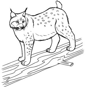 Vaşak boyama sayfası, Lynx coloring page, Ağaçtaki Bir Vaşağın, 