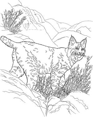 Vaşak boyama sayfası, Lynx coloring page, Vaşak 10, 