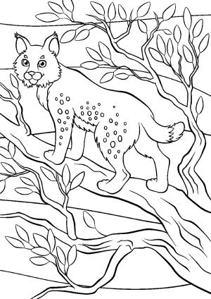 Vaşak boyama sayfası, Lynx coloring page, Ağaçtaki Vaşak, 