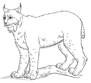 Vaşak boyama sayfası, Lynx coloring page, Vaşak 2, 