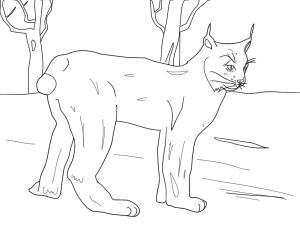 Vaşak boyama sayfası, Lynx coloring page, Vaşak 17, 