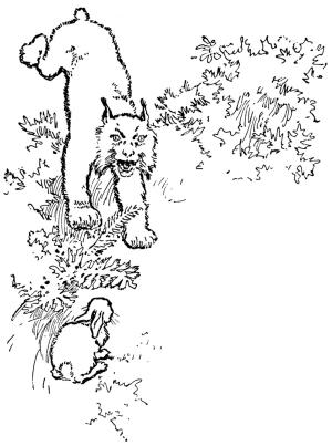 Vaşak boyama sayfası, Lynx coloring page, Vaşak avlanıyor, 