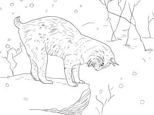 Vaşak boyama sayfası, Lynx coloring page, Vaşak 9, 