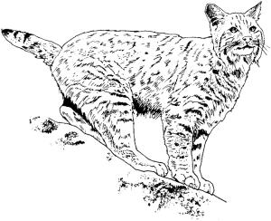 Vaşak boyama sayfası, Lynx coloring page, Vaşak 16, 