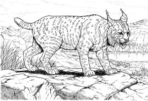 Vaşak boyama sayfası, Lynx coloring page, Vaşak 15, 