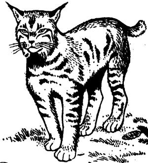 Vaşak boyama sayfası, Lynx coloring page, Vahşi Vaşak, 