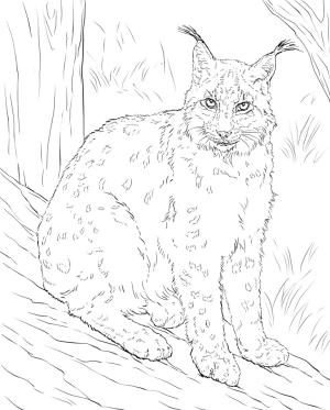 Vaşak boyama sayfası, Lynx coloring page, Vaşak 4, 