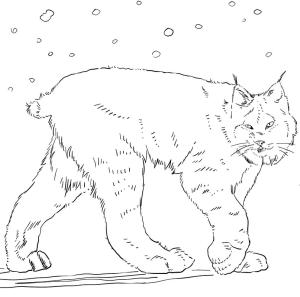 Vaşak boyama sayfası, Lynx coloring page, Vaşak 6, 