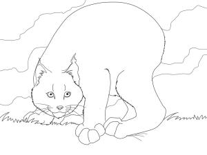 Vaşak boyama sayfası, Lynx coloring page, Vaşak 8, 