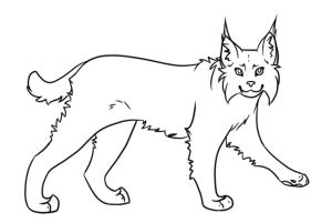 Vaşak boyama sayfası, Lynx coloring page, Bir Vaşak, 