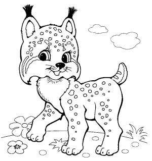 Vaşak boyama sayfası, Lynx coloring page, Biraz Vaşak, 