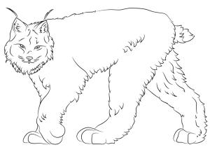 Vaşak boyama sayfası, Lynx coloring page, Vaşak 5, 