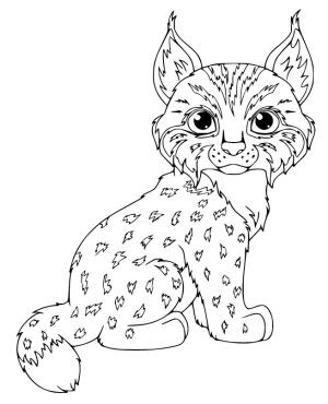 Vaşak boyama sayfası, Lynx coloring page, Güzel Vaşak, 