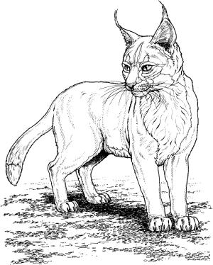 Vaşak boyama sayfası, Lynx coloring page, Vaşak 11, 