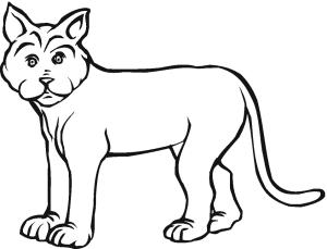 Vaşak boyama sayfası, Lynx coloring page, Vaşak 13, 