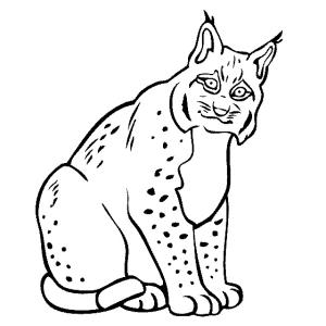 Vaşak boyama sayfası, Lynx coloring page, Oturan Bir Vaşak, 