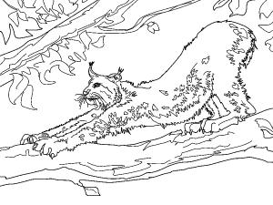 Vaşak boyama sayfası, Lynx coloring page, Bir daldaki vaşak, 