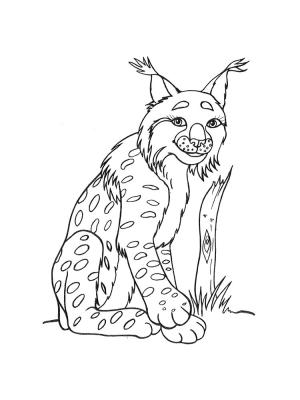 Vaşak boyama sayfası, Lynx coloring page, özgür vaşak, 