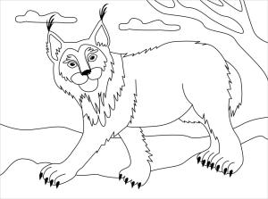 Vaşak boyama sayfası, Lynx coloring page, Vaşak 1, 