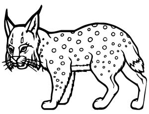 Vaşak boyama sayfası, Lynx coloring page, Yürüyen Vaşak, 