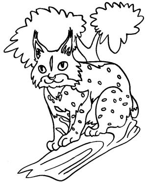 Vaşak boyama sayfası, Lynx coloring page, Küçük Vaşak, 