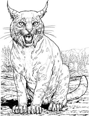 Vaşak boyama sayfası, Lynx coloring page, Vaşak 14, 