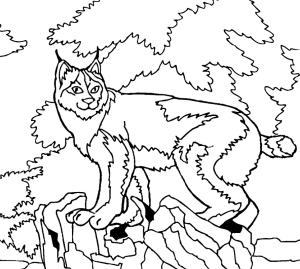 Vaşak boyama sayfası, Lynx coloring page, Ormandaki Vaşak, 