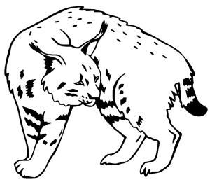 Vaşak boyama sayfası, Lynx coloring page, Vaşak çizimi 1, 