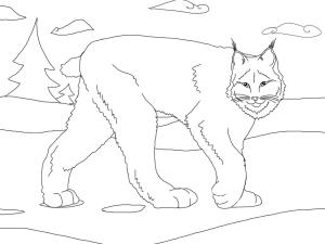 Vaşak boyama sayfası, Lynx coloring page, Vaşak 18, 