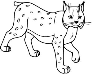 Vaşak boyama sayfası, Lynx coloring page, Vaşak çizimi 2, 