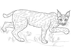 Vaşak boyama sayfası, Lynx coloring page, Vaşak 7, 