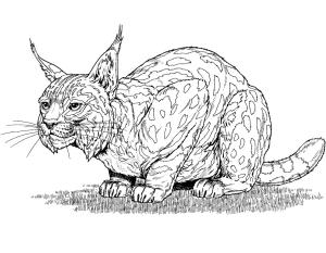 Vaşak boyama sayfası, Lynx coloring page, Vaşak 12, 