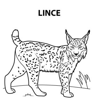 Vaşak boyama sayfası, Lynx coloring page, Vaşak çizimi, 