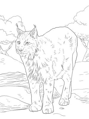 Vaşak boyama sayfası, Lynx coloring page, Vaşak 19, 