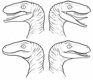 Velociraptor boyama sayfası,  coloring page, Velociraptor’un Dört Başı, 