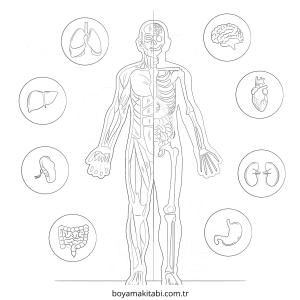 Vücudumuz boyama sayfası – PDF indir, sevimli karakter