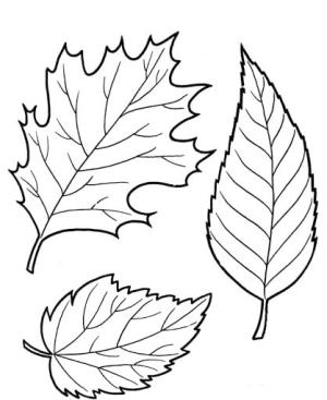 Yaprak boyama sayfası,  coloring page, Üç Yaprak, 