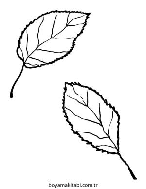 Yaprak Boyama