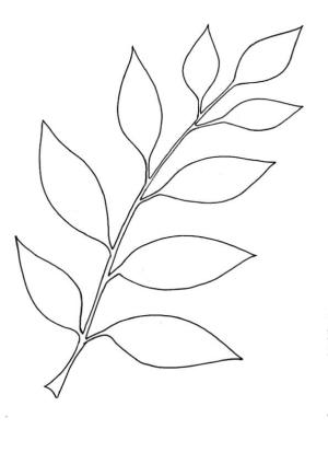 Yaprak boyama sayfası,  coloring page, Dişbudak Yaprağı, 