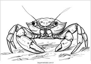 Yengeç boyama sayfası – boyama etkinliği, çocuk aktivitesi