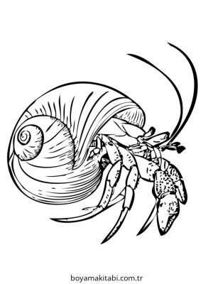 Yengeç boyama sayfası – boyama çalışması, yaratıcılığı geliştirir
